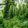 Jungle