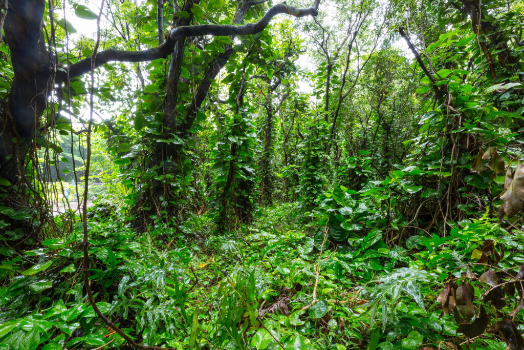 Jungle