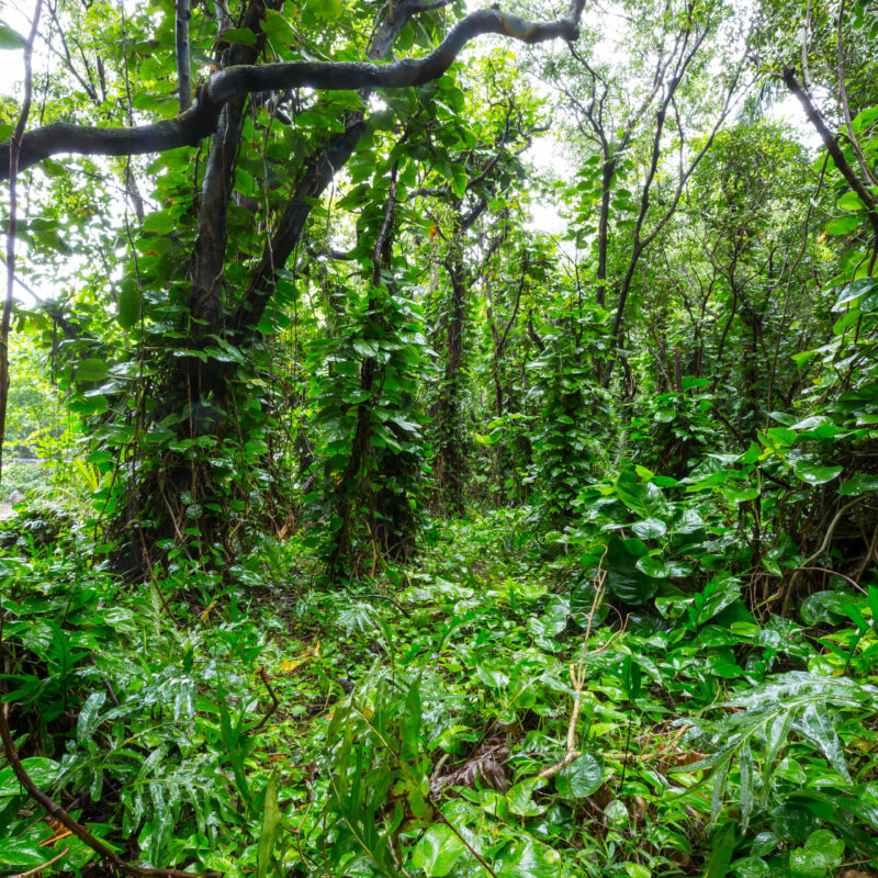 Jungle